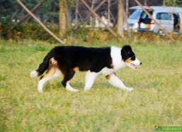 如何训练边境牧羊犬,从基础到进阶