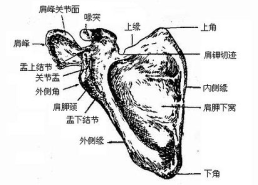 女性人体解剖课,深入解析女性生理结构