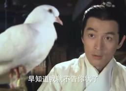信鸽小姐姐,揭秘信鸽传递的传奇故事
