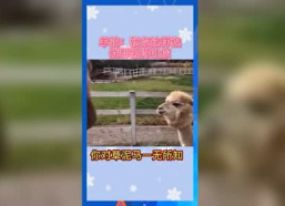 吃瓜群众娱乐素材网站,吃瓜群众娱乐素材网站的崛起与反思