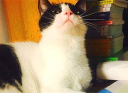 娱乐吃瓜酱猫妈妈视频,萌宠视频带你笑翻天