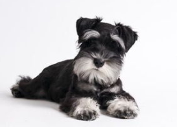 雪纳瑞犬,德国梗犬的传奇与养护指南